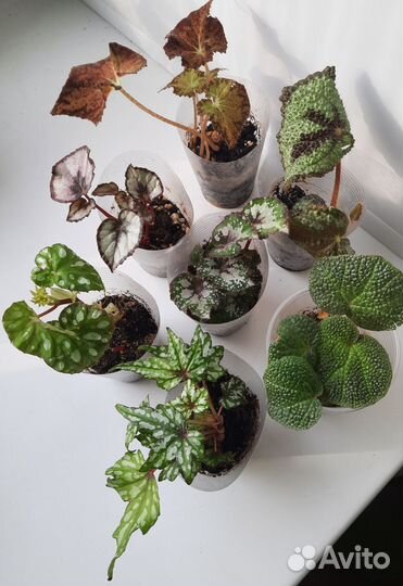 Комнатные растения