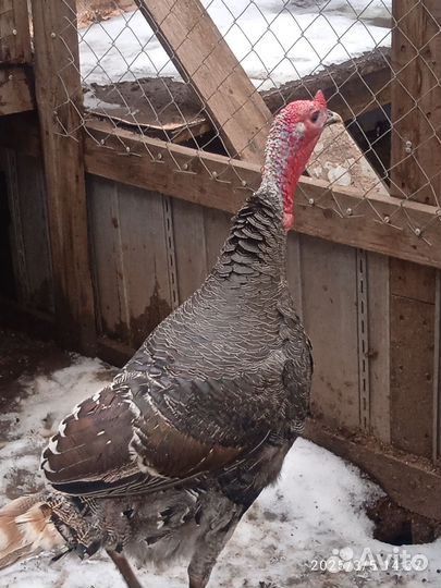 Индюк бронза