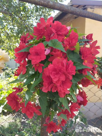 Бегония кустовая, полуампельная