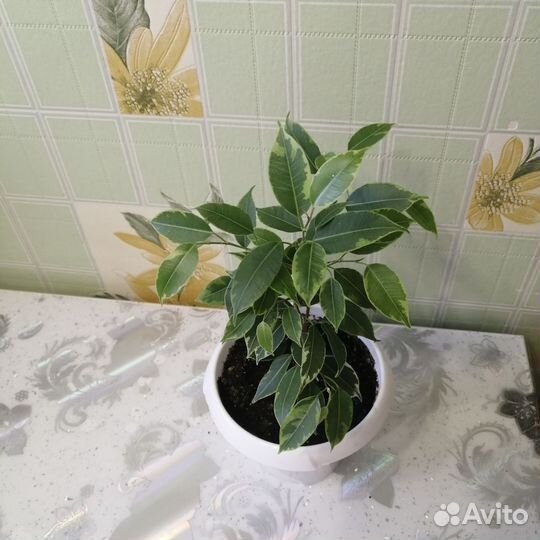 Фикус Бенджамина мелколистный(пестрый)