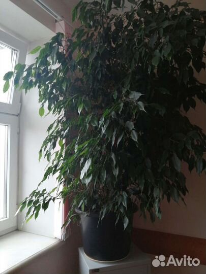 Фикус бенджамина большой