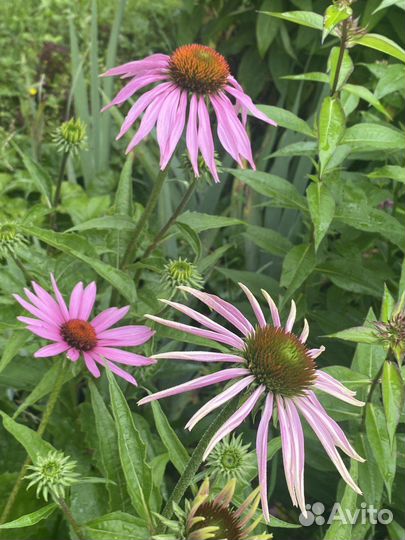 Цветы садовые