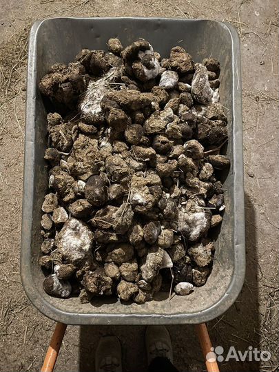 Конский навоз бесплатно