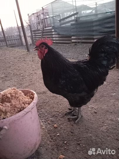 Джерсийский гигант петух