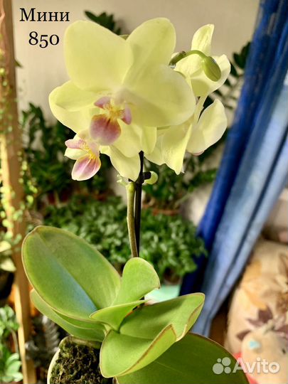 Орхидея Фаленопсис Камбрия Мильтония