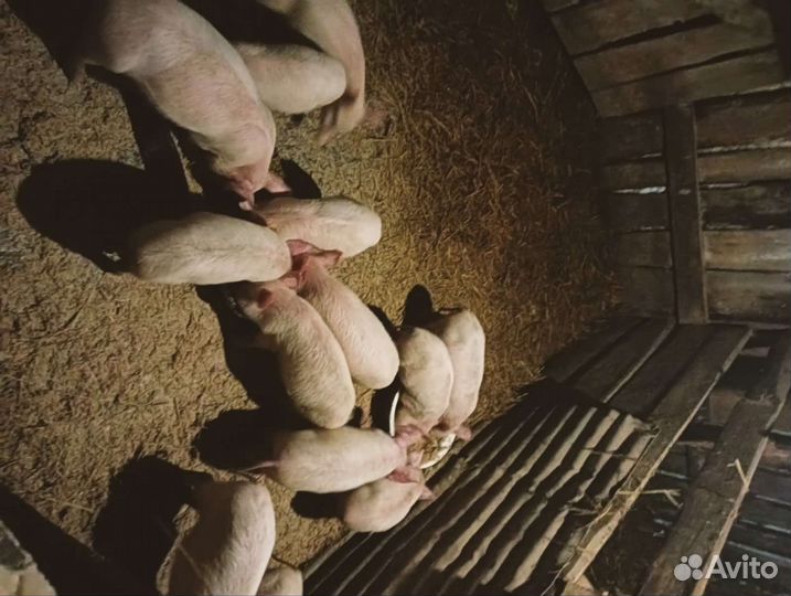 Поросята