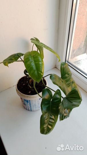 Филадендрон бурле маск