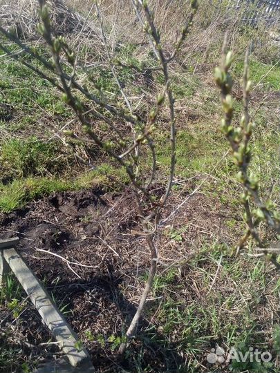 Саженцы облепихи