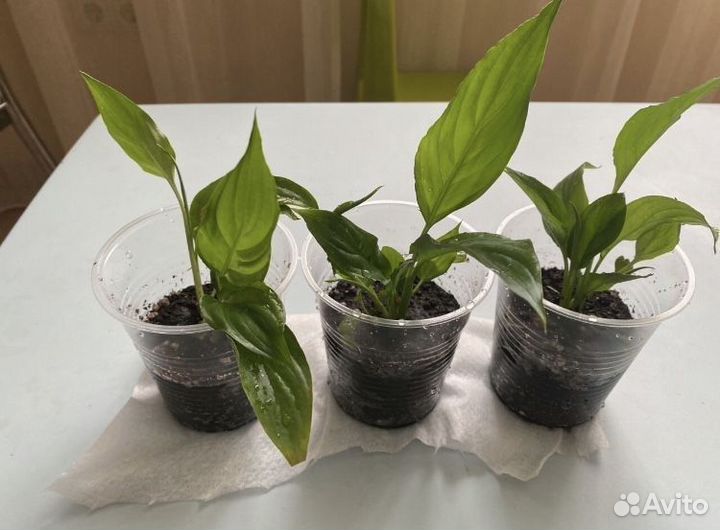 Спатифиллум Шопен мини, карликовый Petite