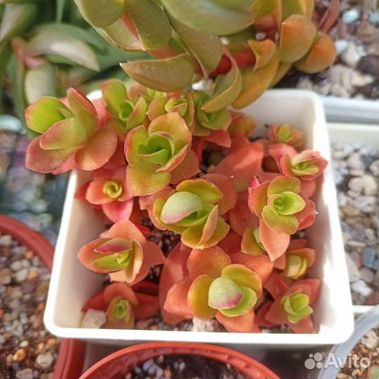 Суккуленты