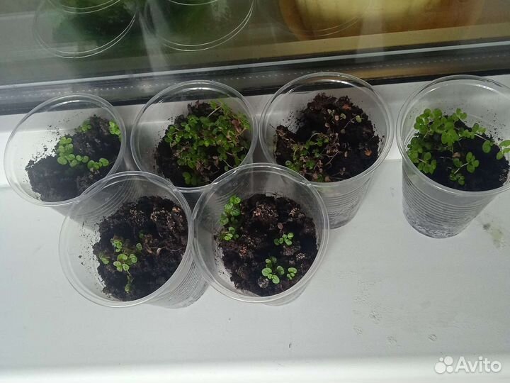 Солейролия