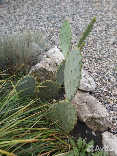 Большой кактус