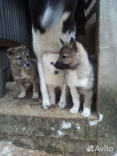 Щенки от рабочих родителей