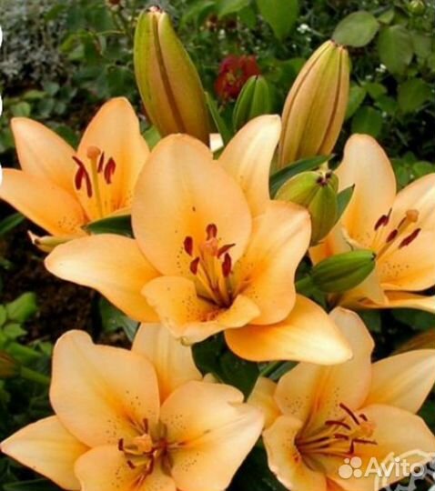 Лилии луковицы