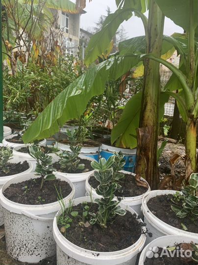 Продажа пальмы
