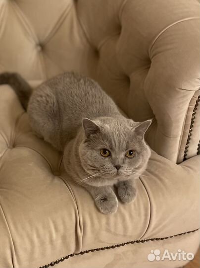 Британский кот для вязки