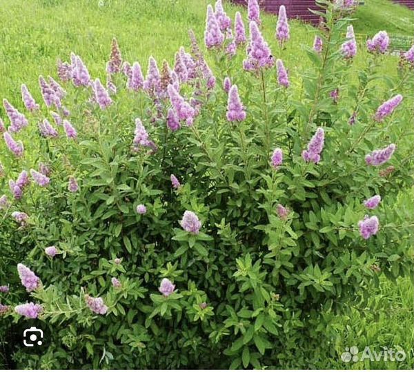 Кустарники для вашего сада