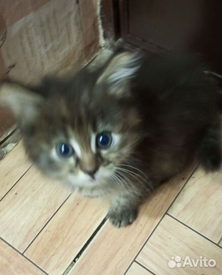 Котята,3 мальчика и 1 девочка,в дар бесплатно