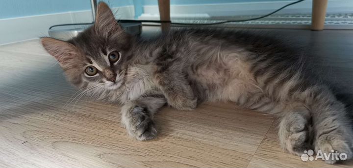 Серый котенок (мальчик)