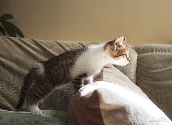 Котята в любящие руки