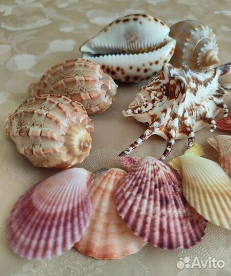 Ракушки морские