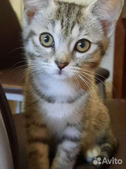 Кошка