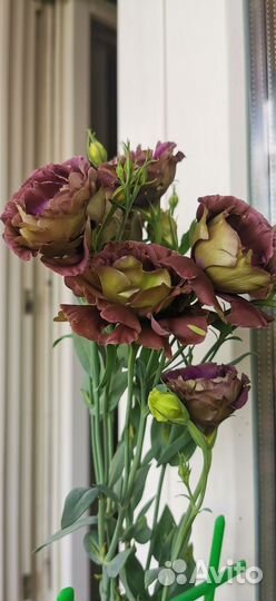 Цветы эустома