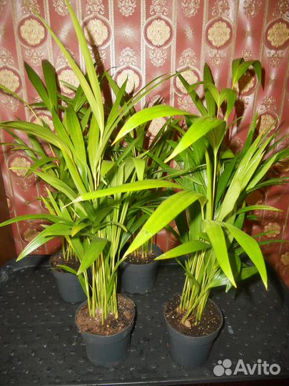 Дипсис пальма