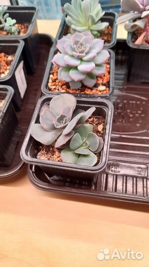 Эчеверии, граптоверии на корнях