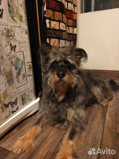 В добрые руки