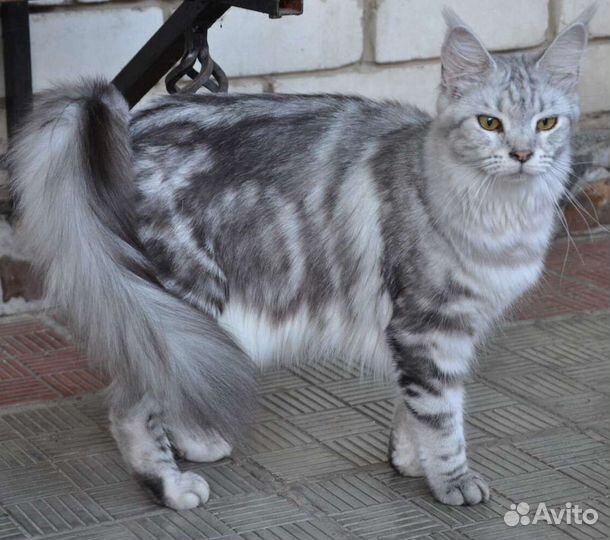 Мейн-кун девочка