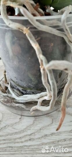 Орхидея фаленопсис Magic Art