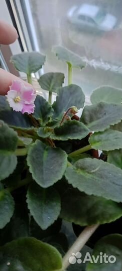 Фиалка в горшках