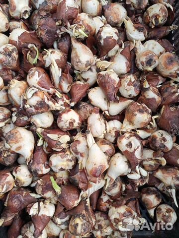 Луковицы тюльпанов