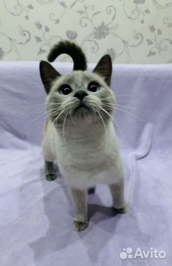 Панда ищет дом