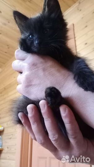 Котята в добрые руки бесплатно