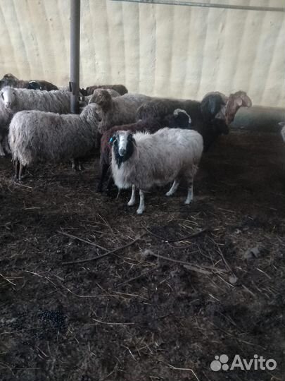 Овцематки и ягнята