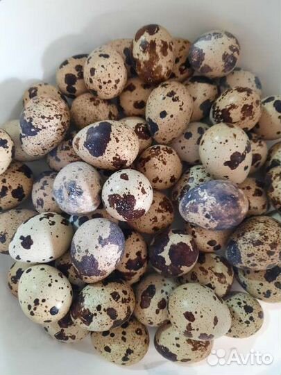 Яйцо перепелиное