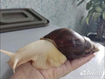 Улитки ахатины альбино