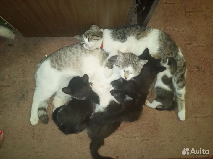 Котята в добрые руки