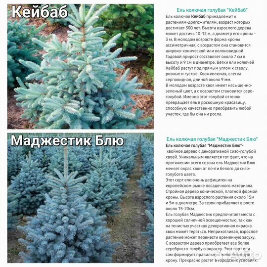 Туи и голубые ели
