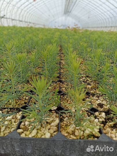 Сосна и Ель зкс