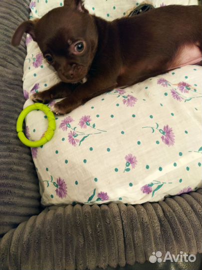 Щенки чихуахуа