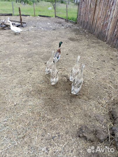 Гуси и утки, гусята