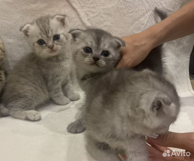 Шотландские котята