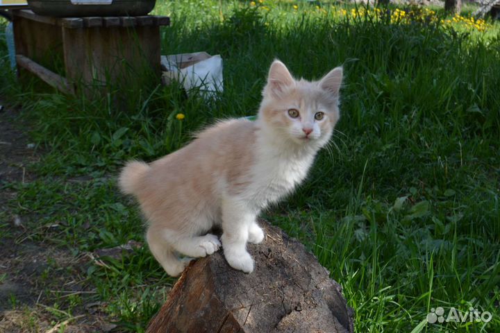 Курильчата -рысята