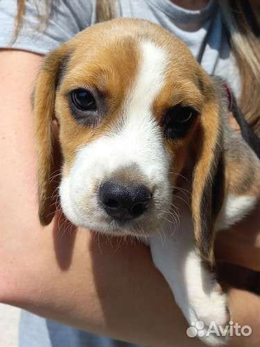 Девочка бигль РКФ