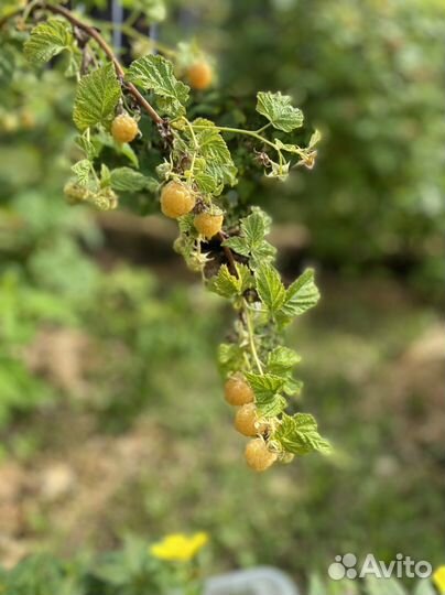 Саженцы Малины жёлтой, красной. Ежевика