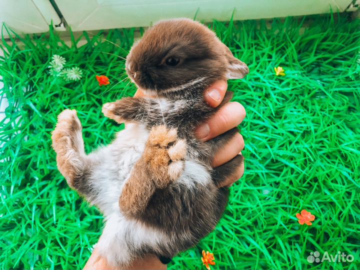 Карликовый кролик - хотот