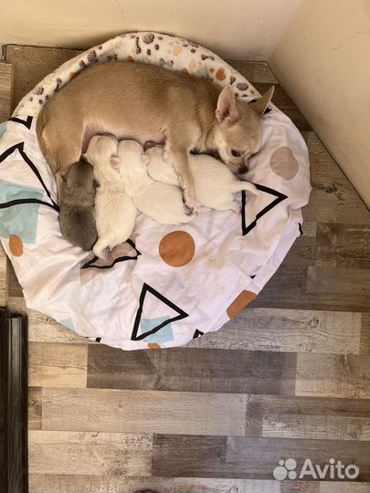 Щенки чихуахуа